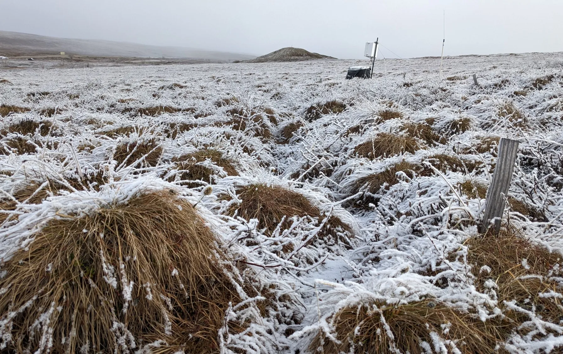 June 6th, 2022. A spring frost on the Arctic tundra. This is the future site of a transplant experiment I am setting up this summer to study mechanisms of Arctic shrubification. Credit: Ruby An
