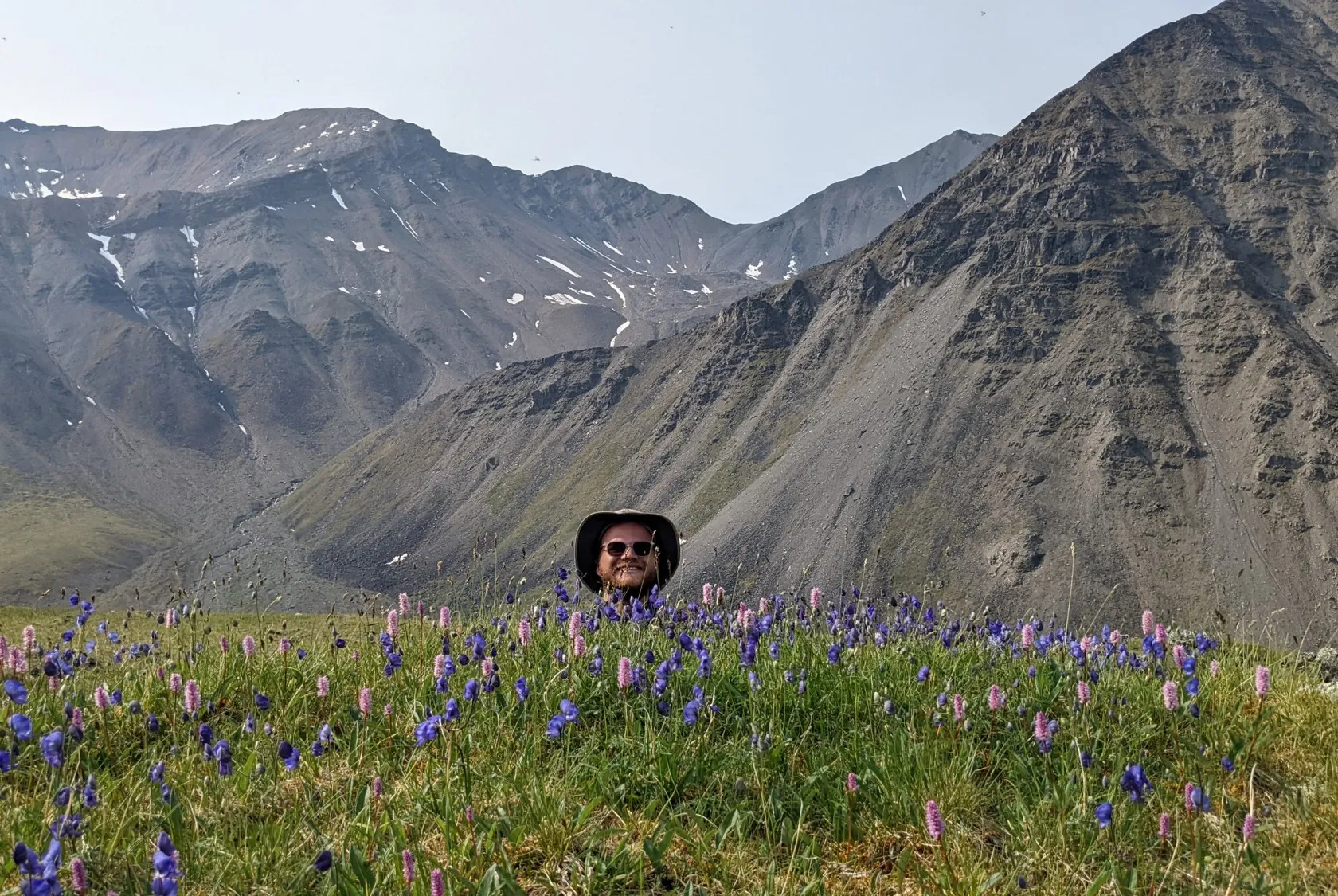 July 10, 2022. An alpine meadow on the continental divide in the Brooks Range, Alaska. feat. monkshood (Aconitum delphiinifolium), meadow bistort (Polyganum bistorta), and a blooming Arctic scientist (Bjorn Larsen). Credit: Ruby An