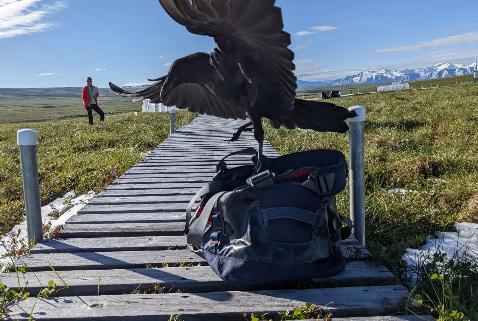 July 15, 2022. Undergraduate researcher Helen Brush oversees phenological data collection on 6 tundra species following a July snow, with unexpected field help from a curious raven. Credit: Ruby An