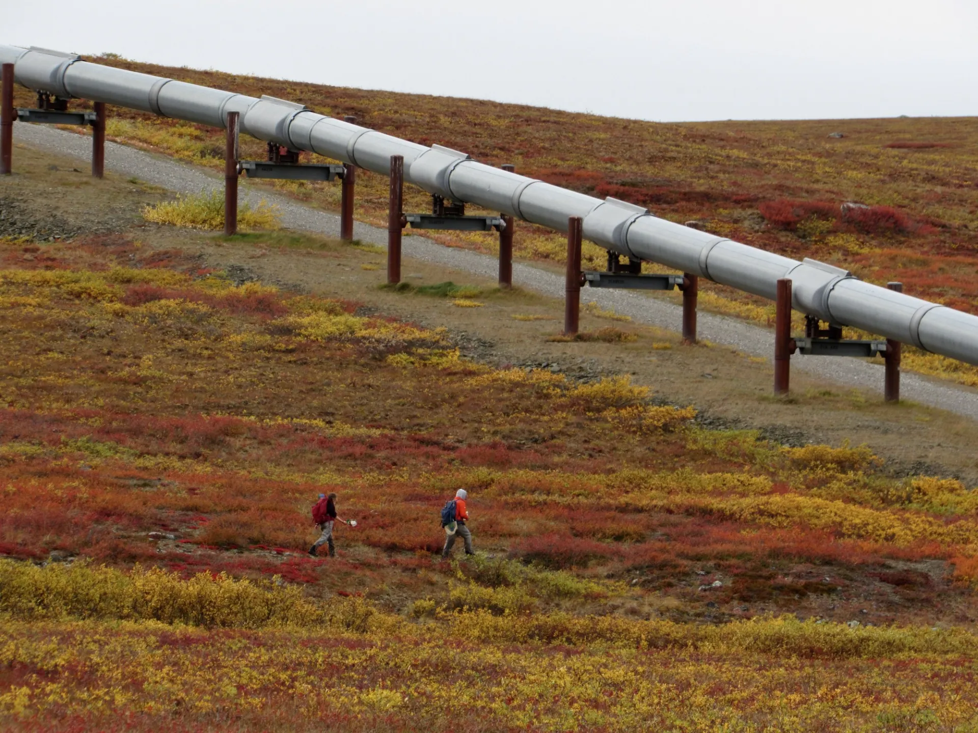August in the Alaskan arctic brings vibrant autumn colors to the landscape. It envelops even our LTER field partners, who cross under the Alyeska Pipeline every day in order to access their field sites on the Kuparuk River. It is a dichotomy that reminds us of our dependence on these lands, as well as the urgency of good stewardship in this critical zone that we research. Photo taken on Dënéndeh, Gwich’in Nành, and Inupiat native lands.  Credit: Abigail Rec