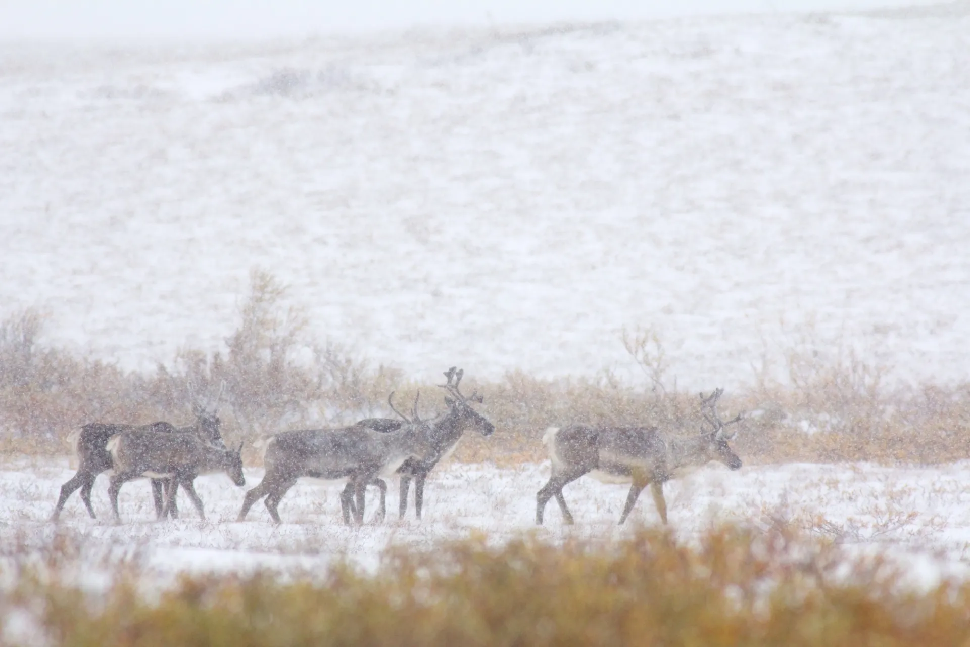 Caribou in a snowstorm