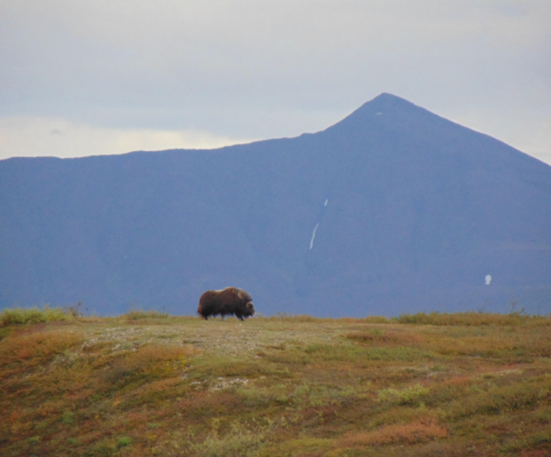 The elusive muskox stands atop a hill before approaching our truck on the nearby road. Credit: Julia Stuart 