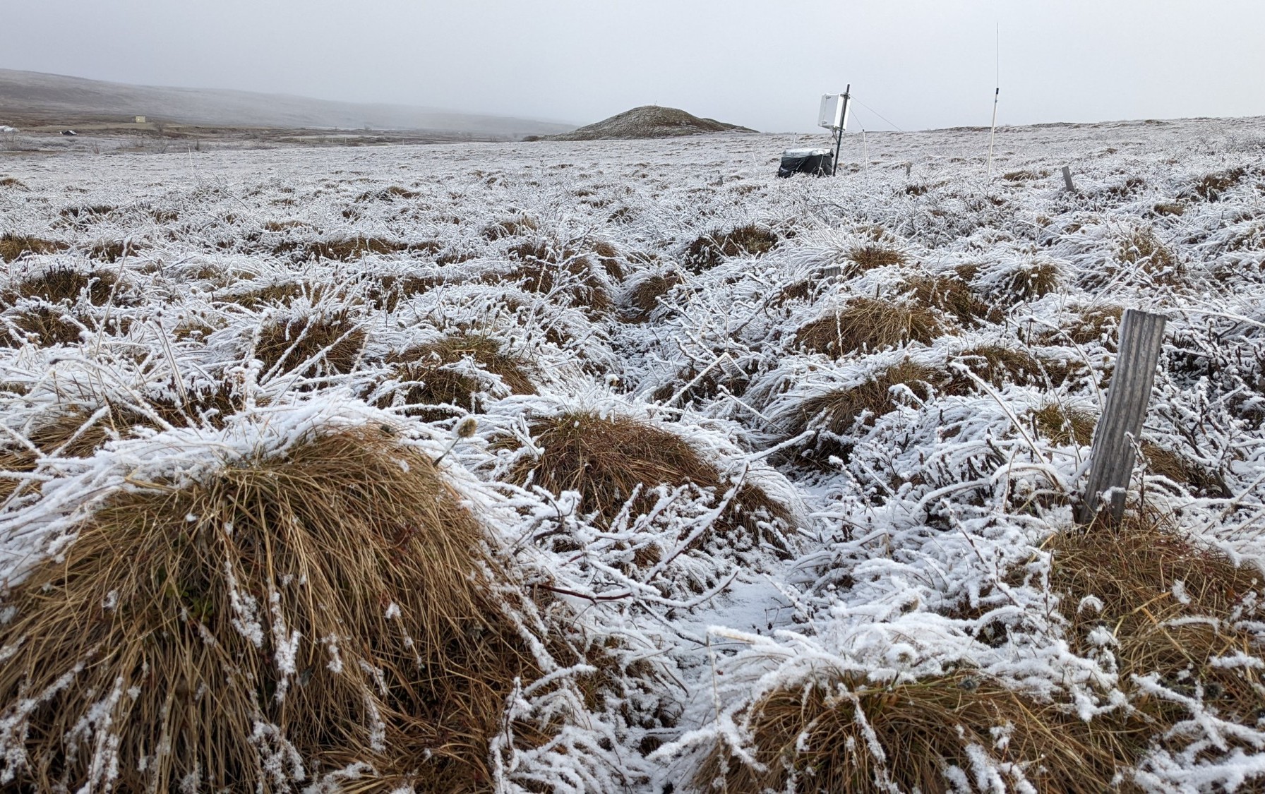 June 6th, 2022. A spring frost on the Arctic tundra. This is the future site of a transplant experiment I am setting up this summer to study mechanisms of Arctic shrubification. Credit: Ruby An