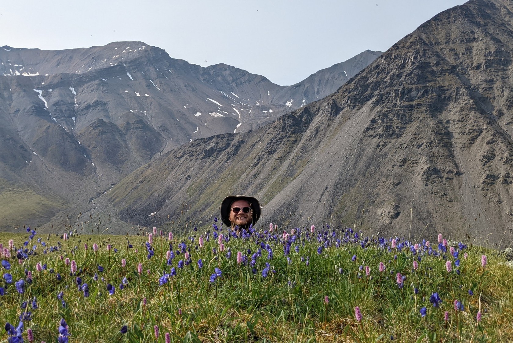 July 10, 2022. An alpine meadow on the continental divide in the Brooks Range, Alaska. feat. monkshood (Aconitum delphiinifolium), meadow bistort (Polyganum bistorta), and a blooming Arctic scientist (Bjorn Larsen). Credit: Ruby An