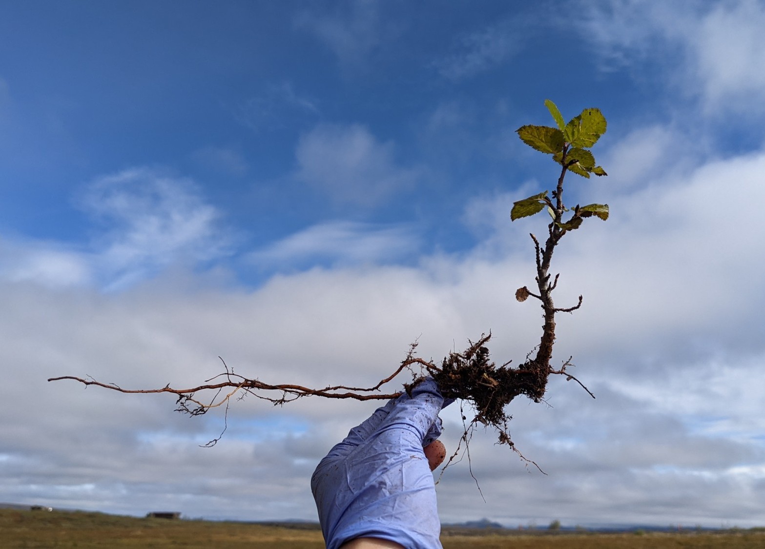 August 16, 2022. An arctic alder seedling collected near the Sagavanirtok river. These N-fixing shrubs are increasing across the North Slope of Alaska. Credit: Ruby An