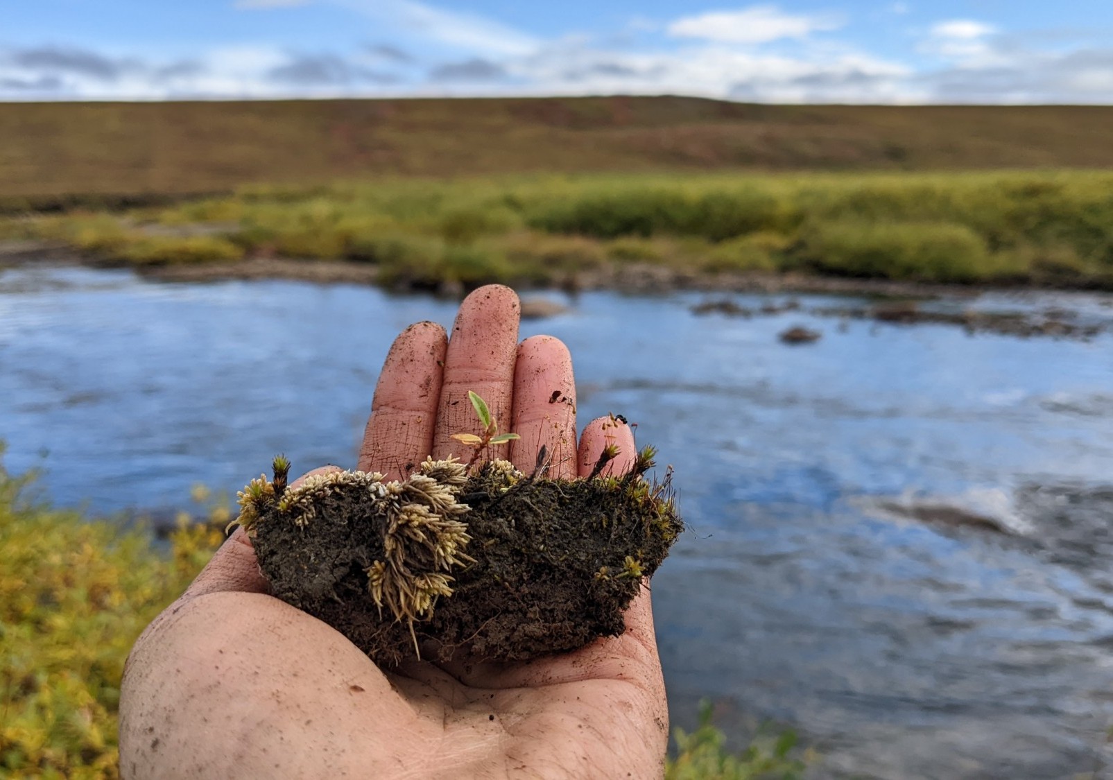 August 18, 2022. A willow seedling (Salix pulchra) from the banks of the Kuparuk river.  Credit: Ruby An