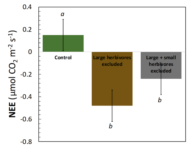 Net Ecosystem Exchange (NEE) after 21 years of exclusion of large (brown bar) and large and small (gray bar) herbivores in dry heath tundra