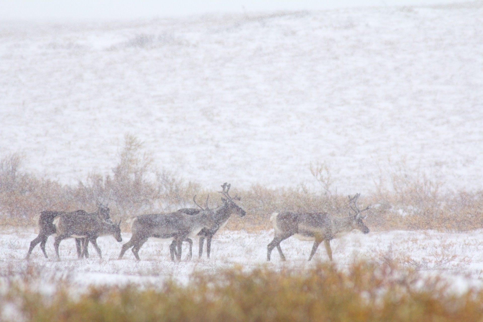 Caribou in a snowstorm