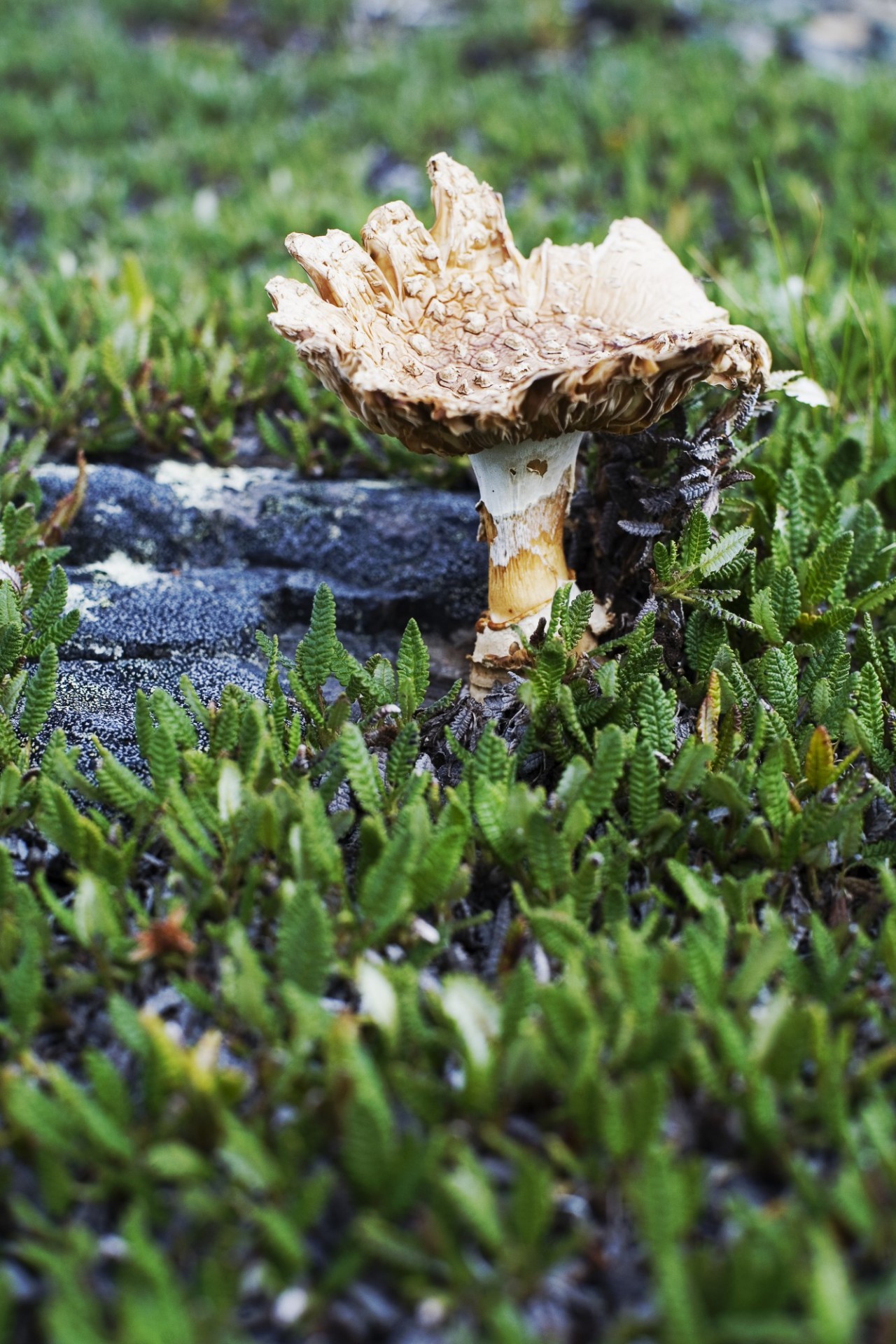 Dryas with fungi