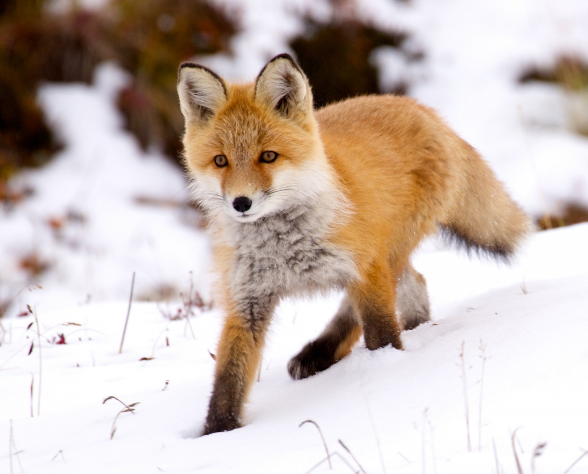 Fox in the snow, Credit: Alan Krakauer